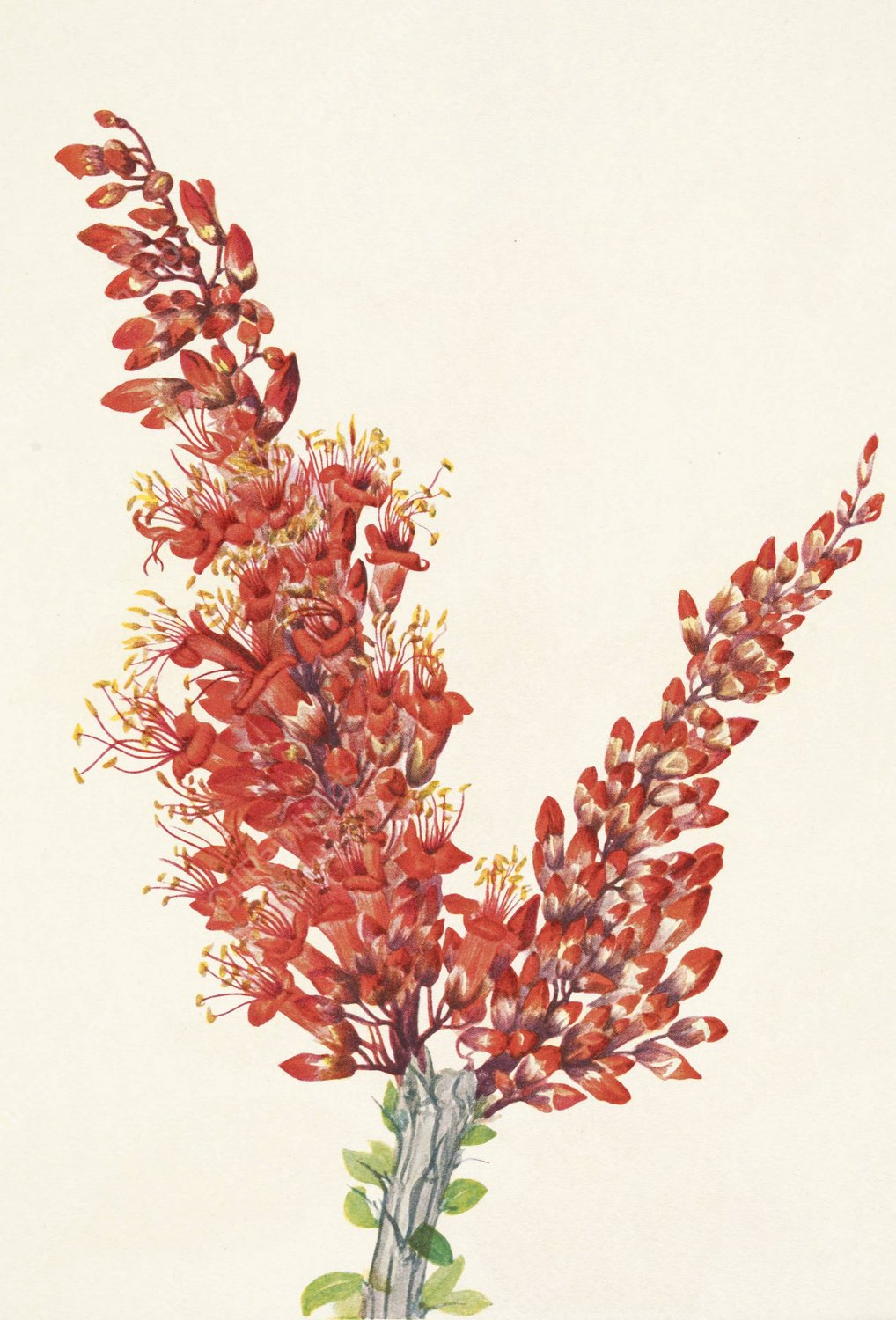 Ocotillo. Fouquieria splendens  by Mary Vaux Walcott - Hand-Painted Oil Painting Reproduction