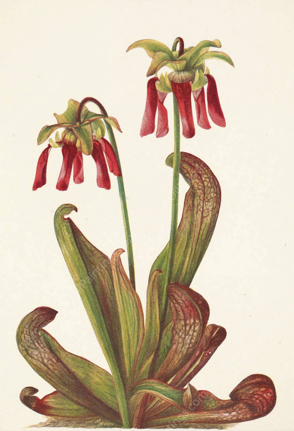 Parrot Pitcherplant. Sarracenia psittacina  by Mary Vaux Walcott - Hand-Painted Oil Painting Reproduction