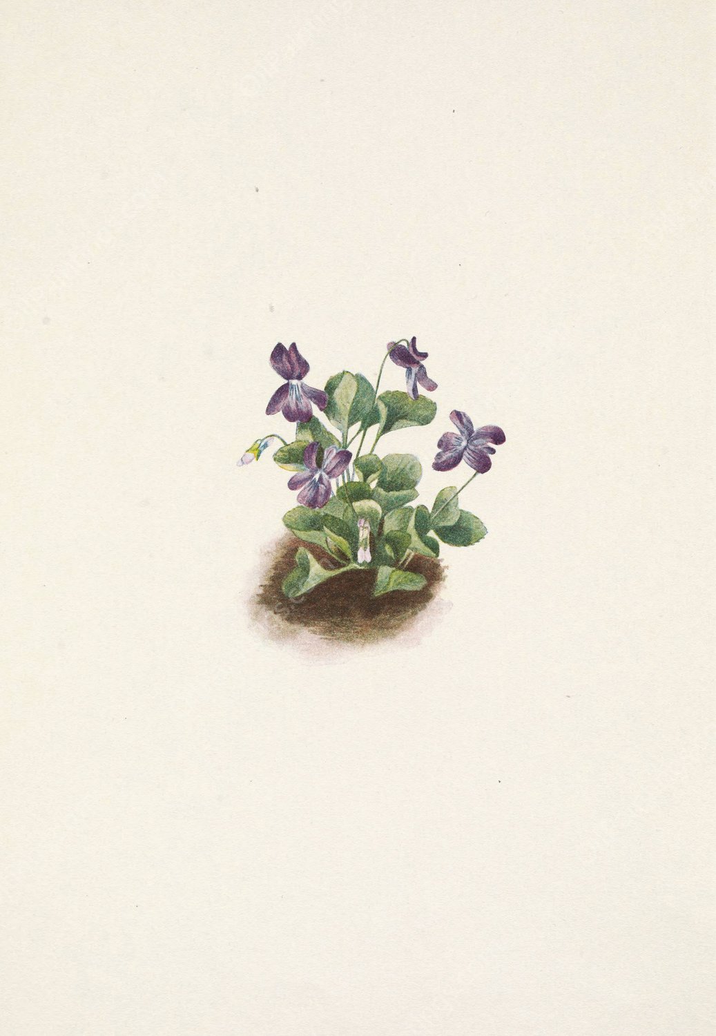 Purple Mountain Violet. Viola adunca  by Mary Vaux Walcott - Hand-Painted Oil Painting Reproduction