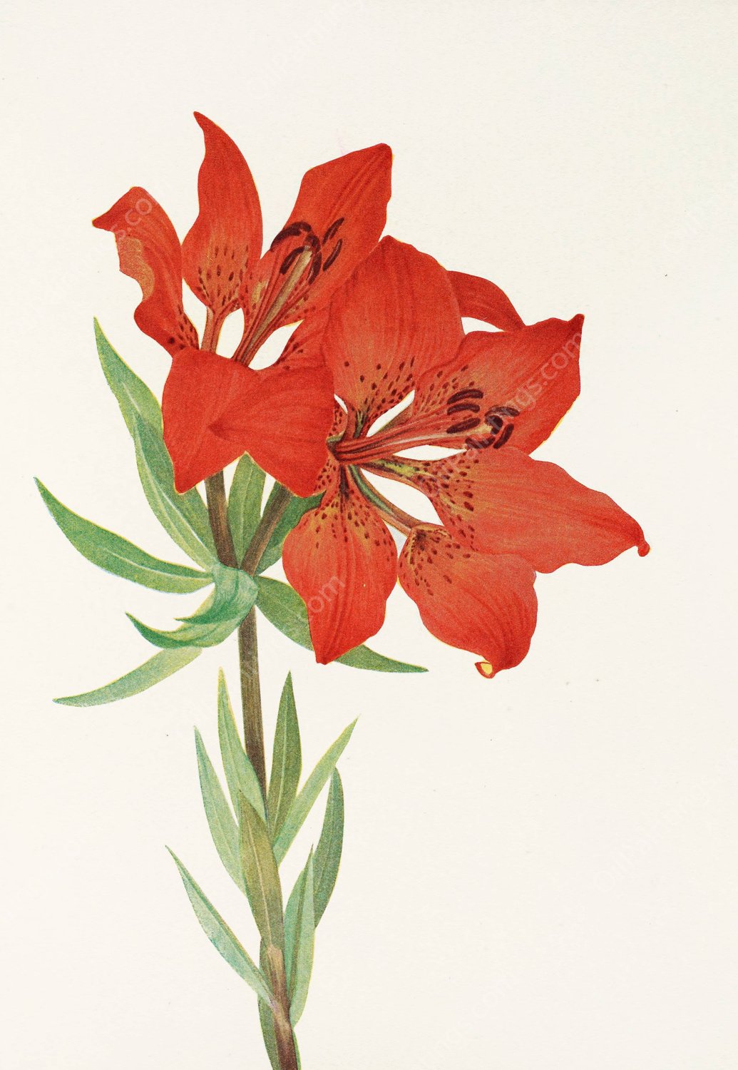 Red Lily by Mary Vaux Walcott - Hand-Painted Oil Painting Reproduction