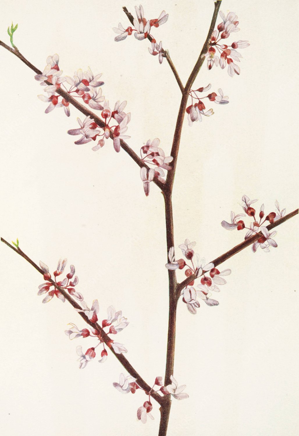 Redbud by Mary Vaux Walcott - Hand-Painted Oil Painting Reproduction