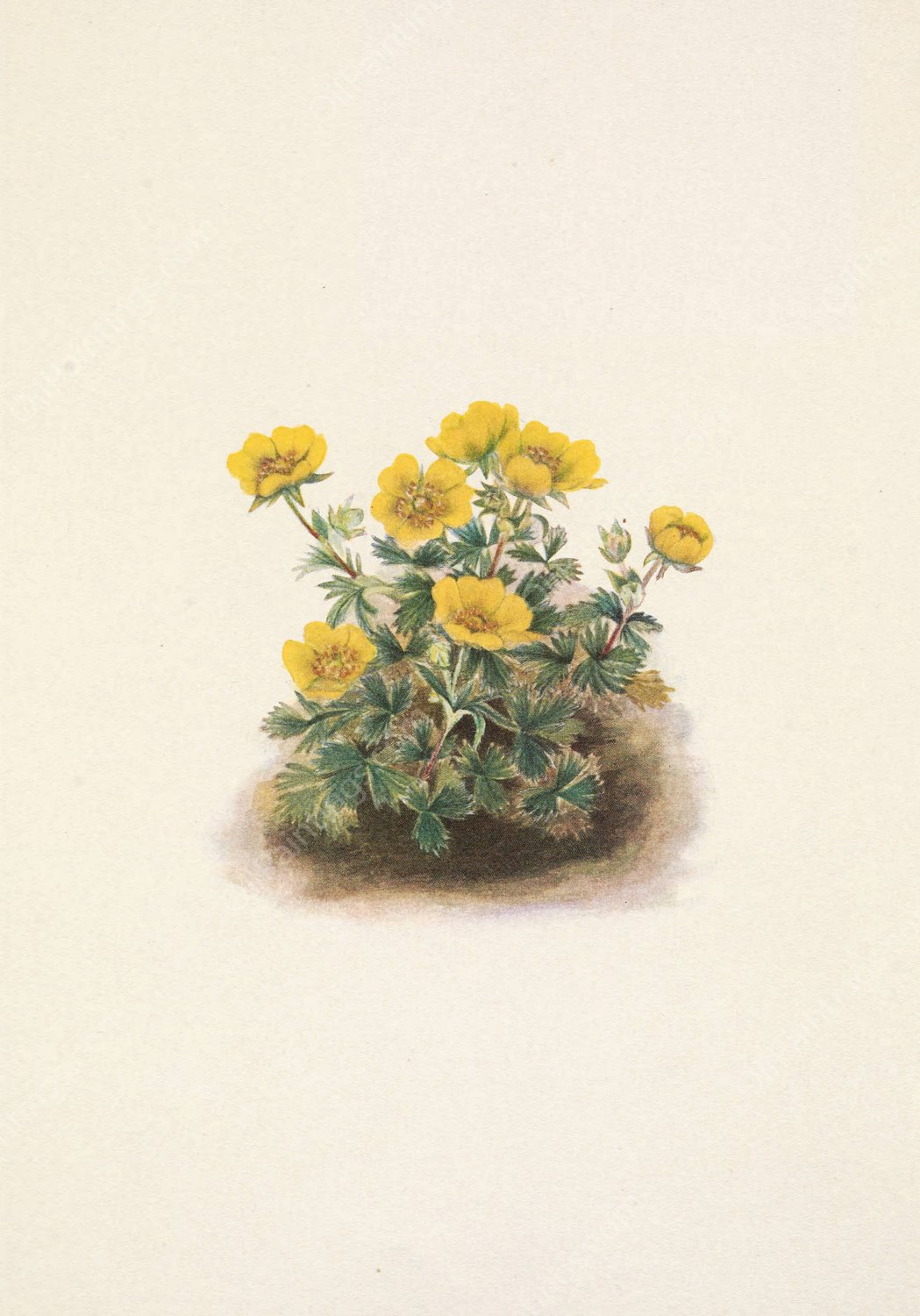 Rosette Cinquefoil. Potentilia uniflora  by Mary Vaux Walcott - Hand-Painted Oil Painting Reproduction