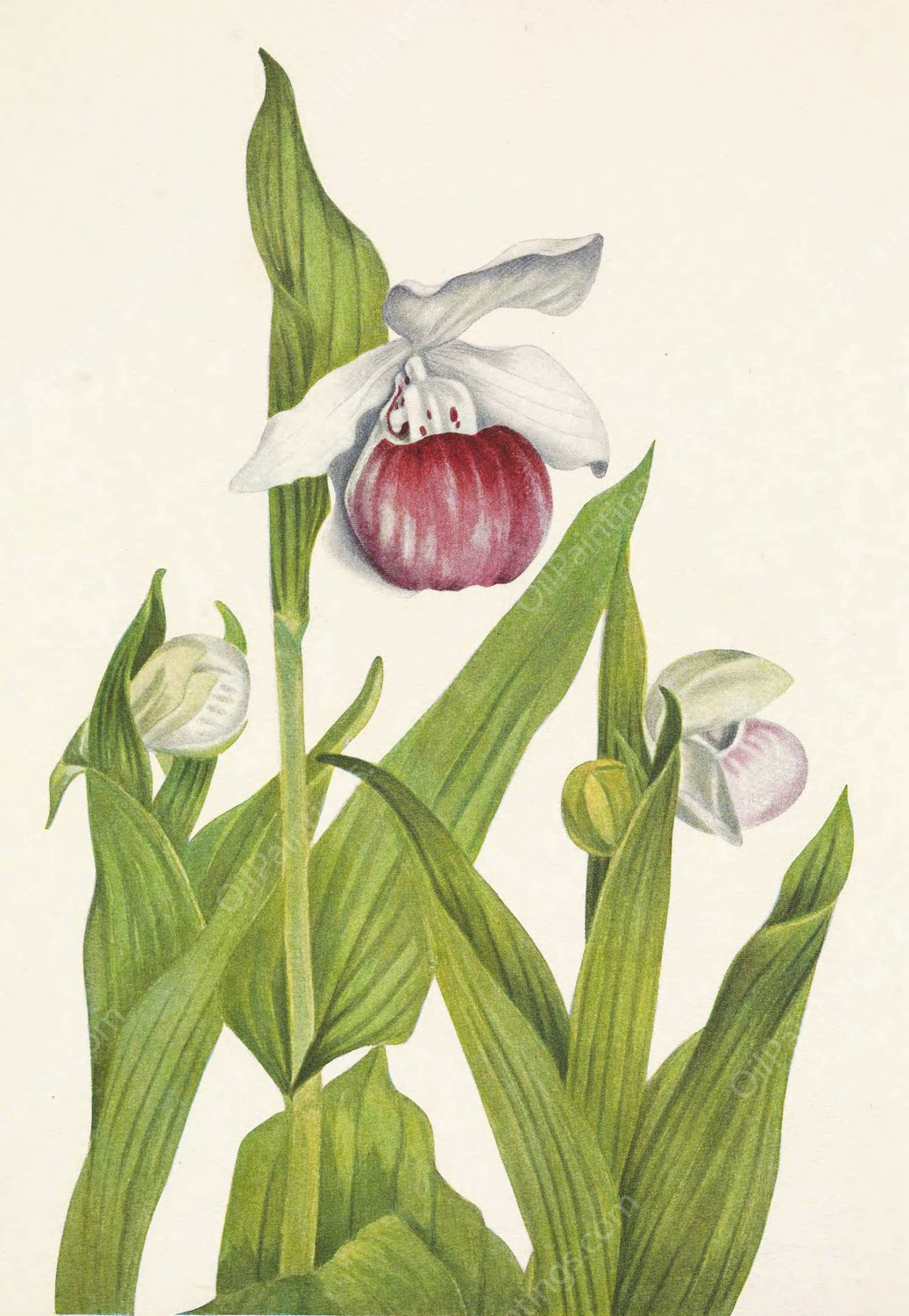 Showy Ladyslipper. Cypripedium reginae  by Mary Vaux Walcott - Hand-Painted Oil Painting Reproduction