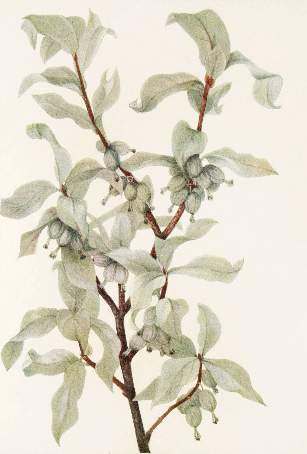 Silverberry  by Mary Vaux Walcott - Hand-Painted Oil Painting Reproduction