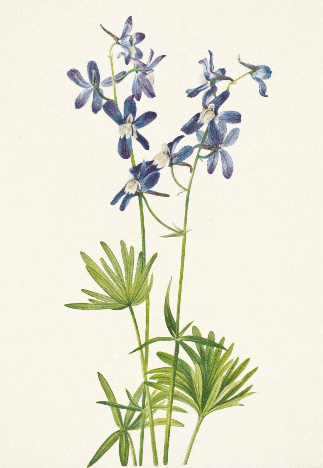 Slim Larkspur. Delphinium depauperatum  by Mary Vaux Walcott - Hand-Painted Oil Painting Reproduction