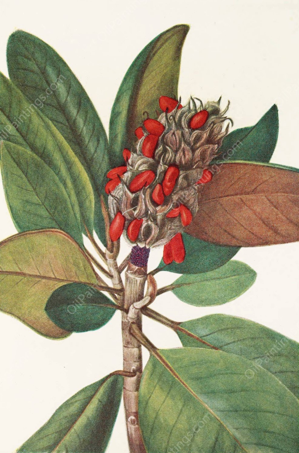 Southern Magnolia  by Mary Vaux Walcott - Hand-Painted Oil Painting Reproduction