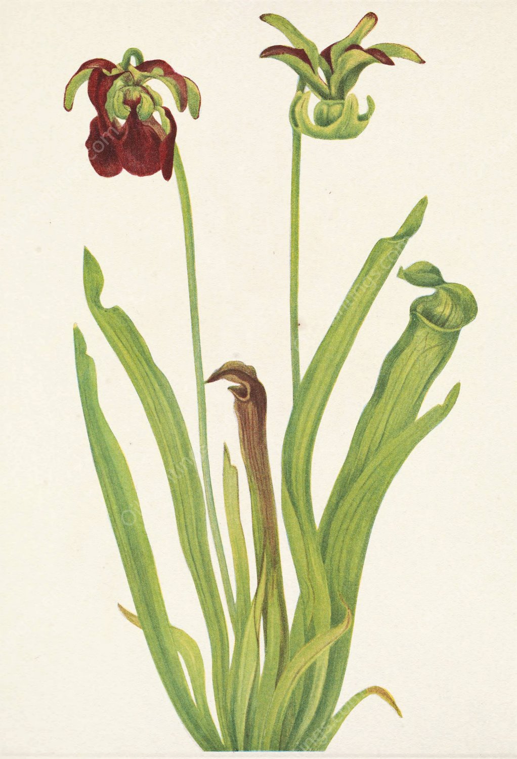 Sweet Pitcherplant. Sarracenia rubra  by Mary Vaux Walcott - Hand-Painted Oil Painting Reproduction