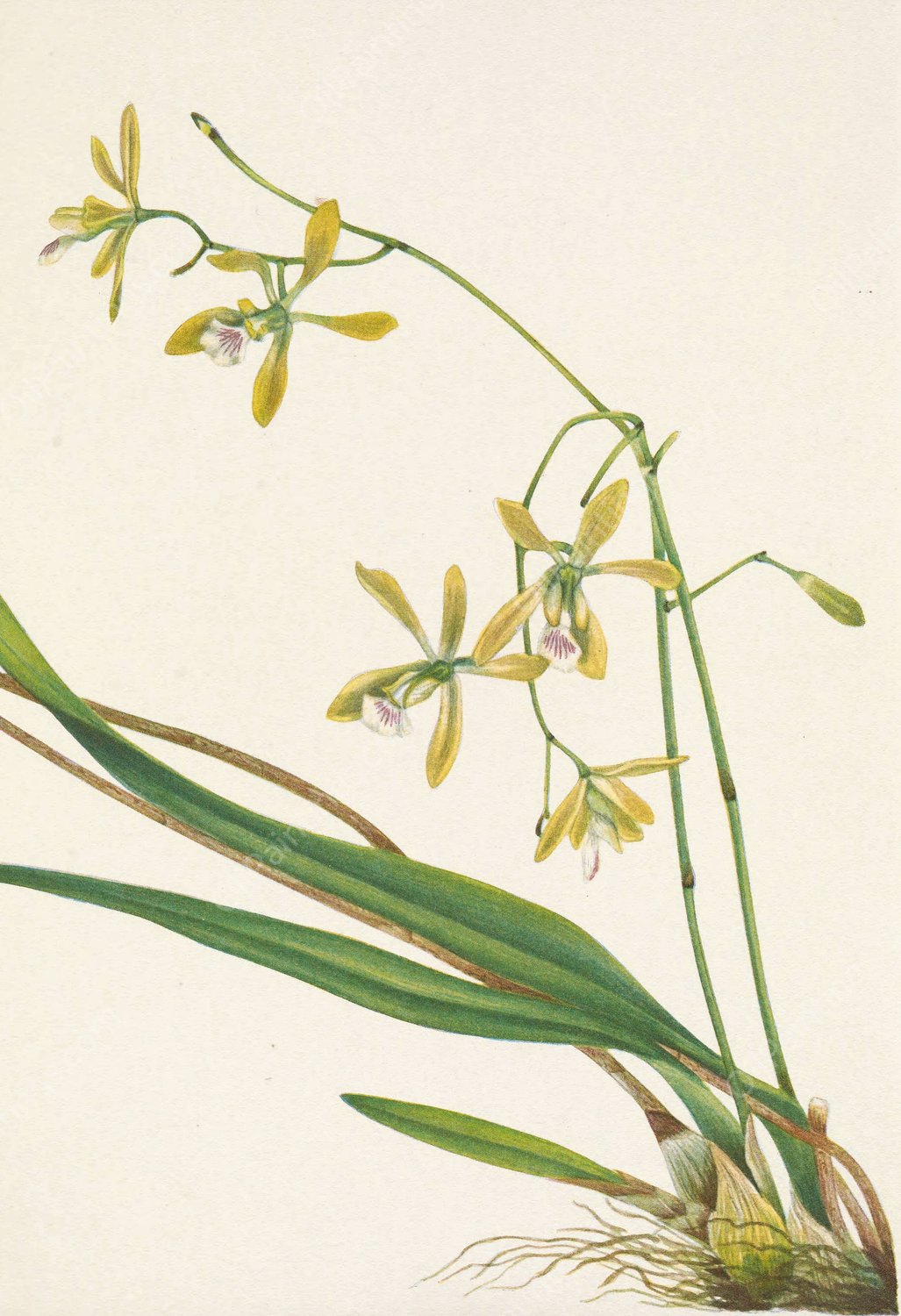 Tampa Epidendrum. Epidendrum tampense  by Mary Vaux Walcott - Hand-Painted Oil Painting Reproduction