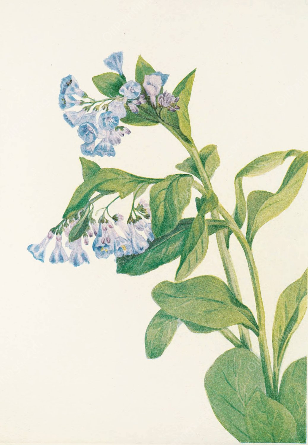 Virginia Bluebells by Mary Vaux Walcott - Hand-Painted Oil Painting Reproduction