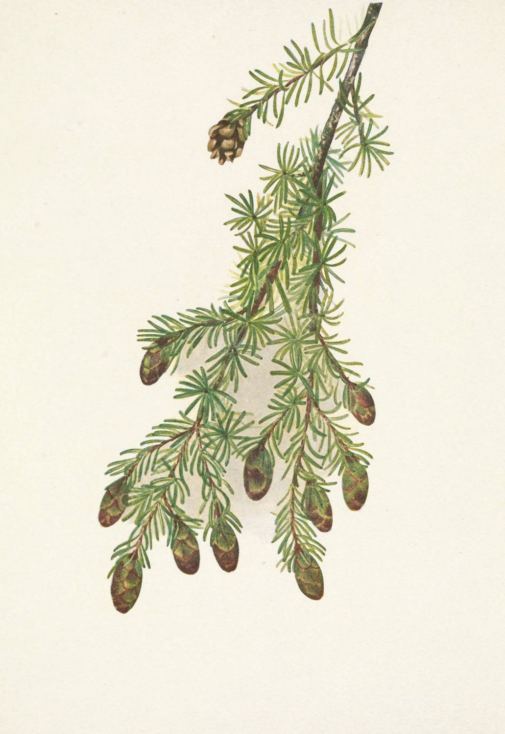 Western Hemlock. Tsuga heterophylla  by Mary Vaux Walcott - Hand-Painted Oil Painting Reproduction