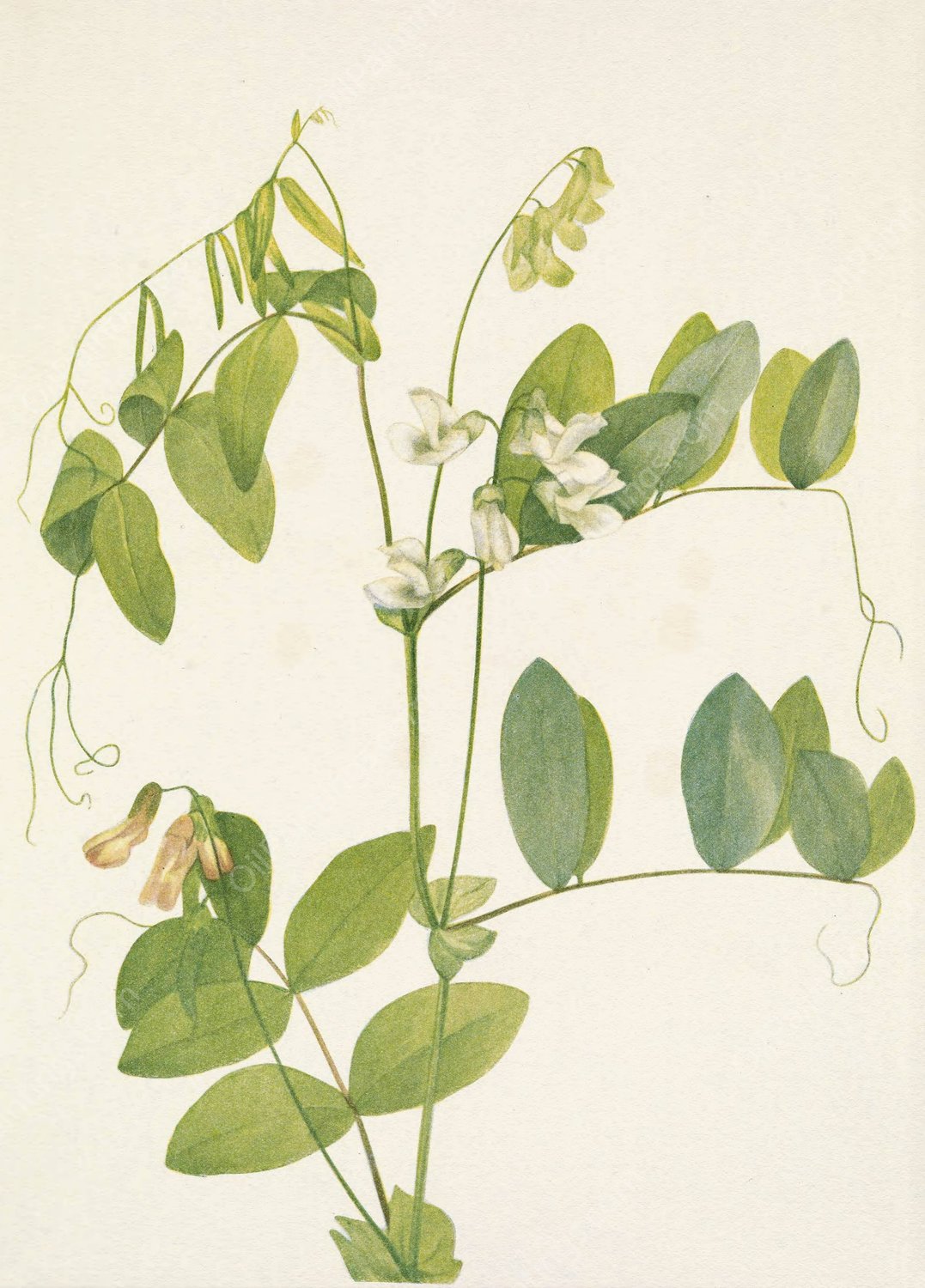 White Pea. Lathyrus ochroleucus  by Mary Vaux Walcott - Hand-Painted Oil Painting Reproduction