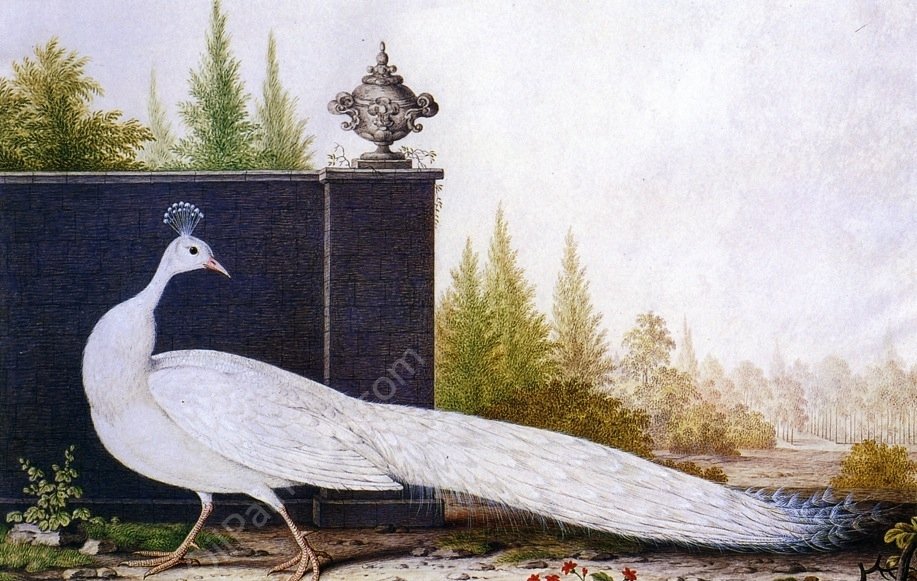 The White Peacock by Nicolas Robert - Hand-Painted Oil Painting Reproduction