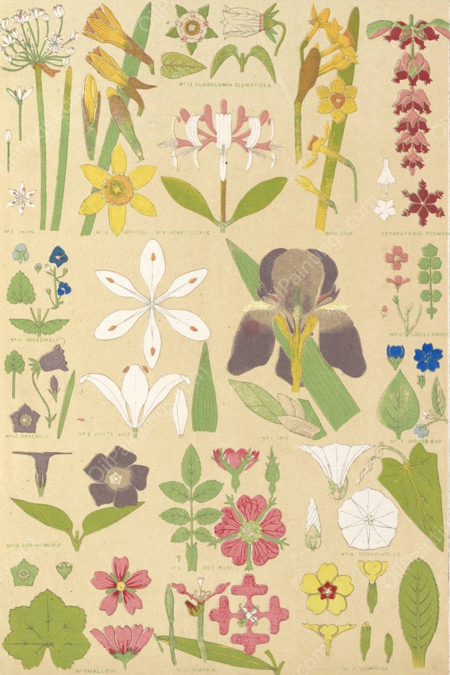 Leaves and flowers from Nature No.8  by Owen Jones - Hand-Painted Oil Painting Reproduction