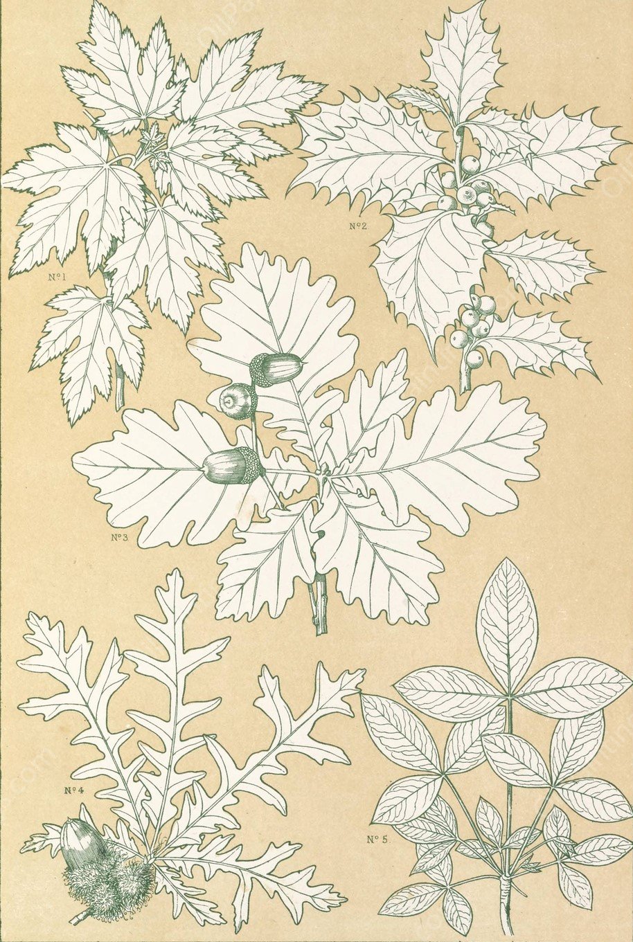 Leaves from Nature No.5  by Owen Jones - Hand-Painted Oil Painting Reproduction