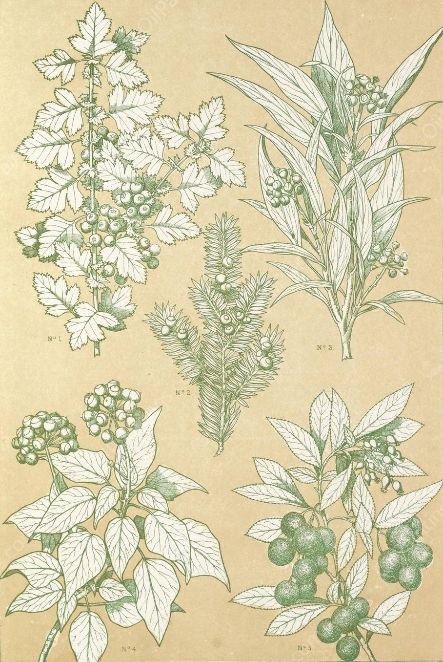 Leaves from Nature No.7  by Owen Jones - Hand-Painted Oil Painting Reproduction