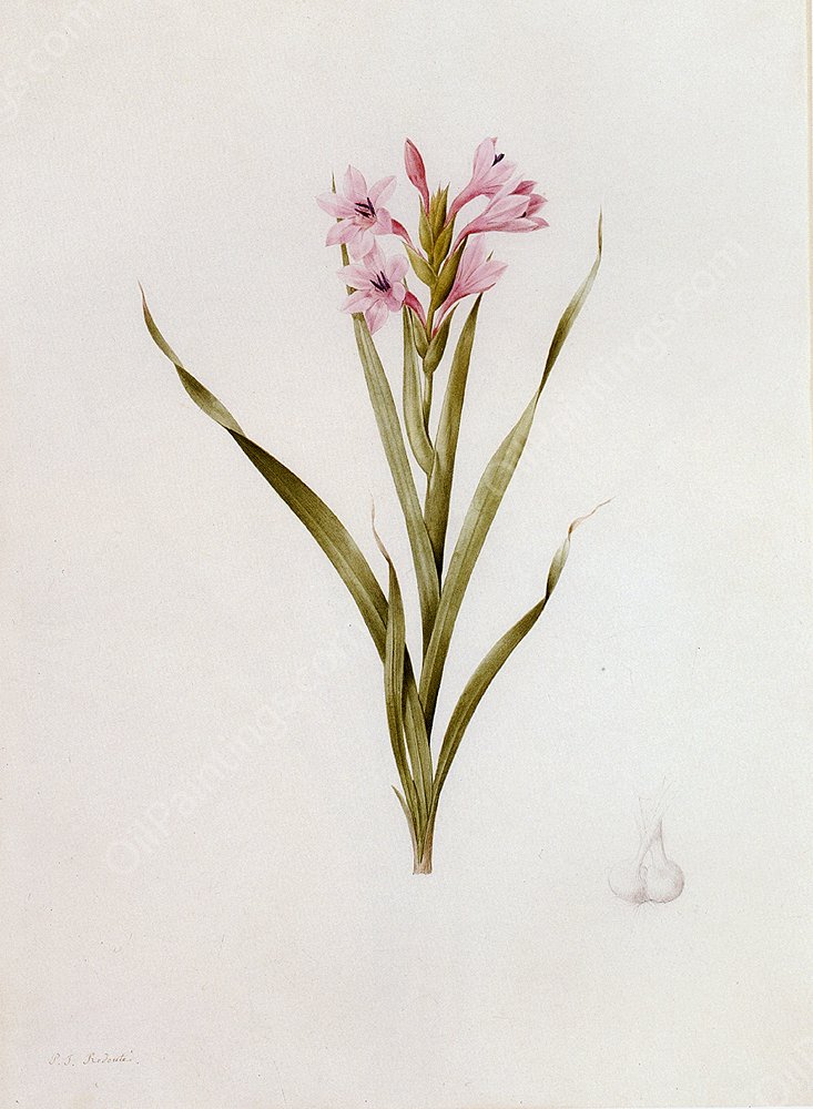 Gladiolus Laccatus by Pierre-Joseph Redoute - Hand-Painted Oil Painting Reproduction