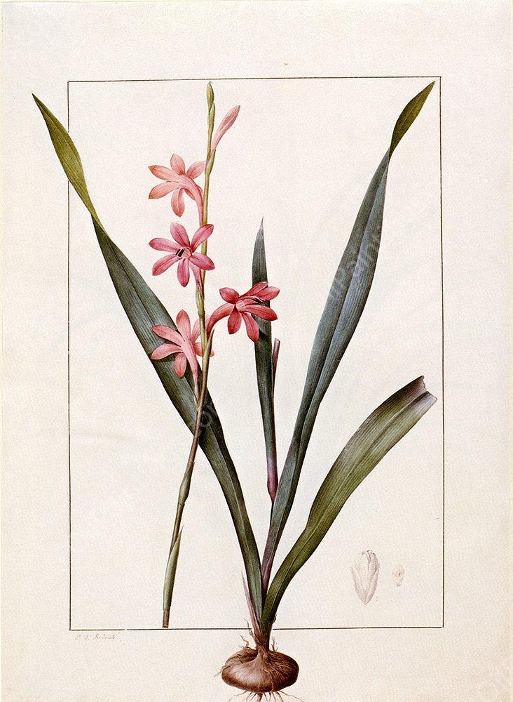 Gladiolus Merianus by Pierre-Joseph Redoute - Hand-Painted Oil Painting Reproduction