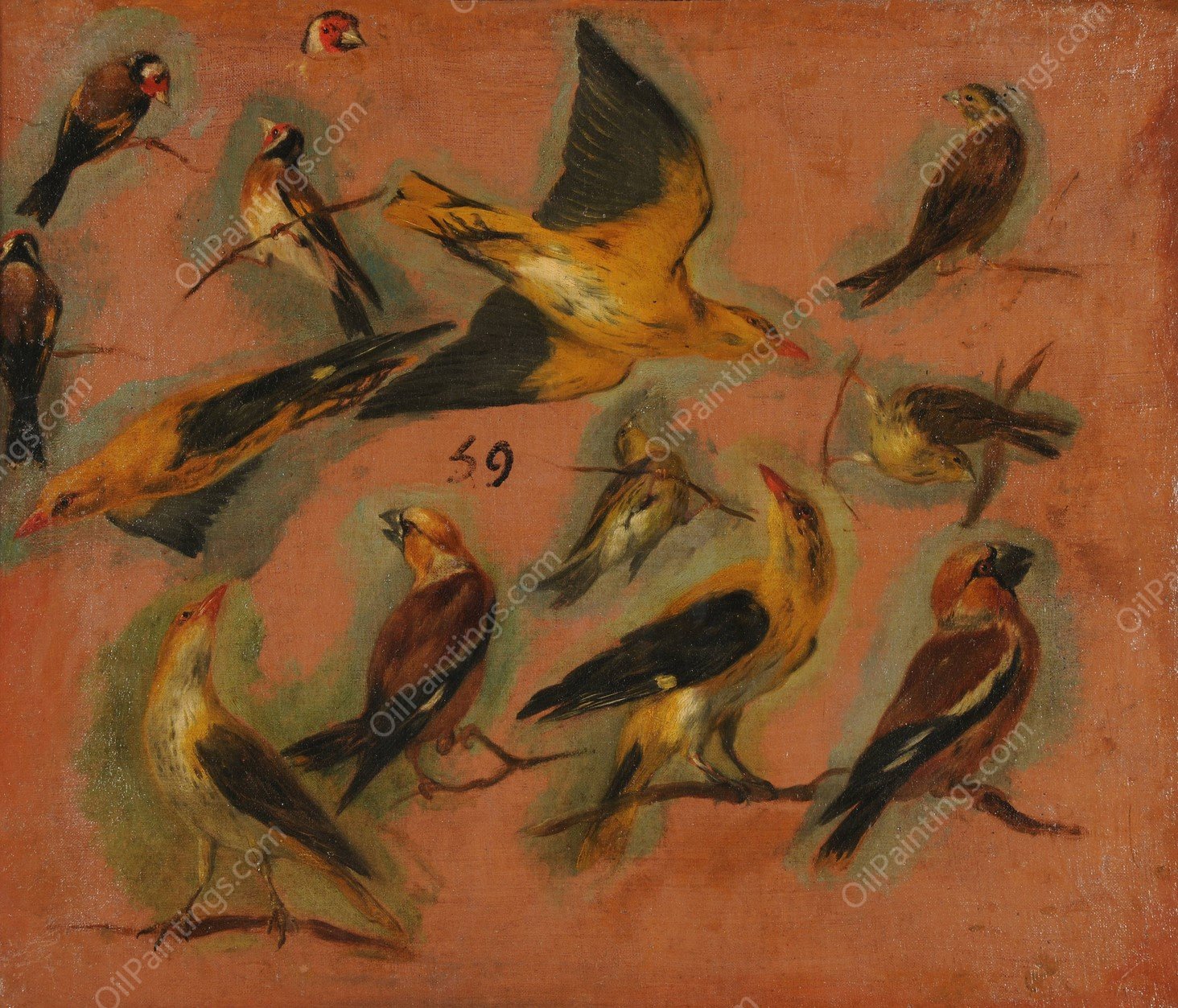 Chardonnerets, oiseaux Stade de creation etude by Pieter Boel - Hand-Painted Oil Painting Reproduction