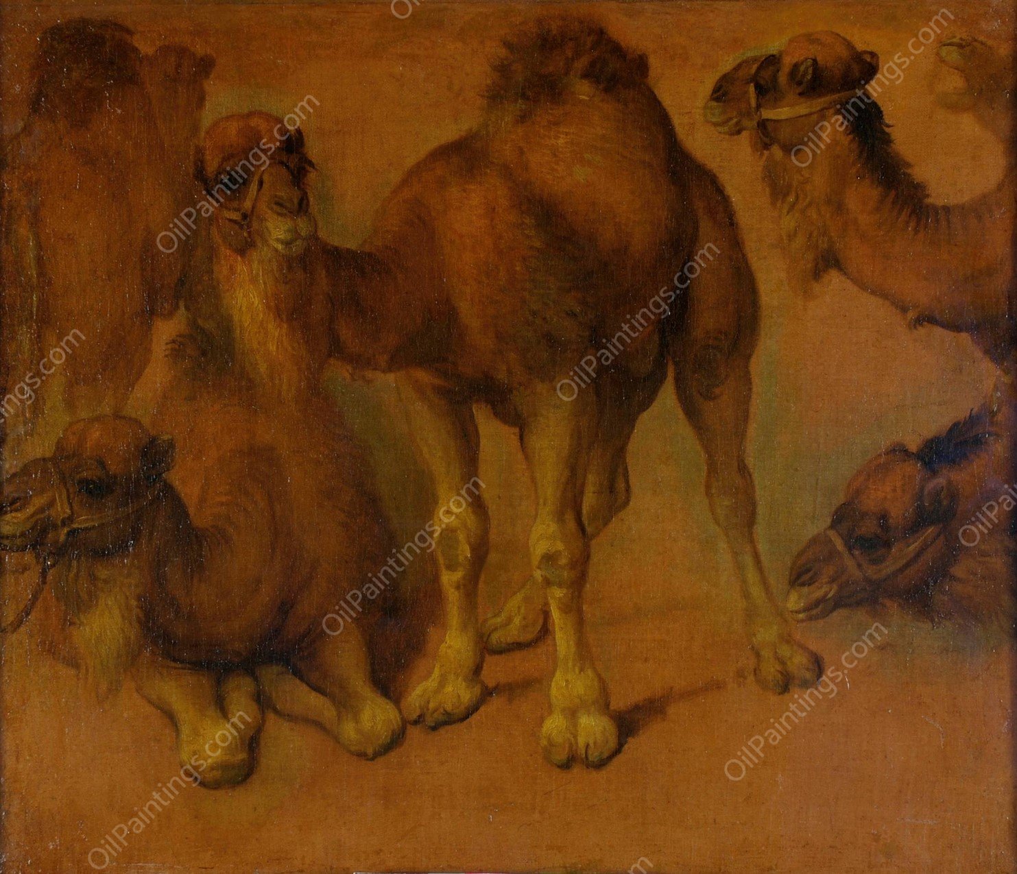 Dromadaires et tetes de dromadaires by Pieter Boel - Hand-Painted Oil Painting Reproduction