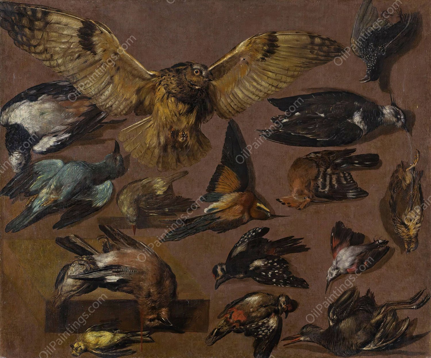 Studies of An Owl and Other Birds by Pieter Boel - Hand-Painted Oil Painting Reproduction