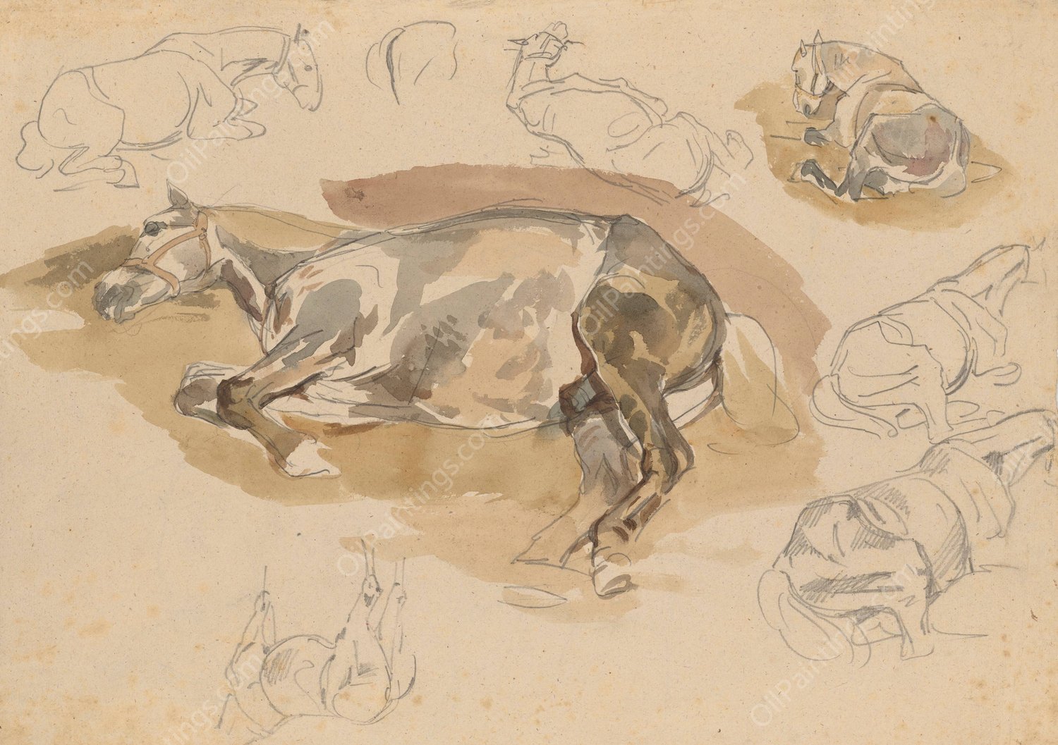 Studia i szkice lezacego konia  by Piotr Michalowski - Hand-Painted Oil Painting Reproduction