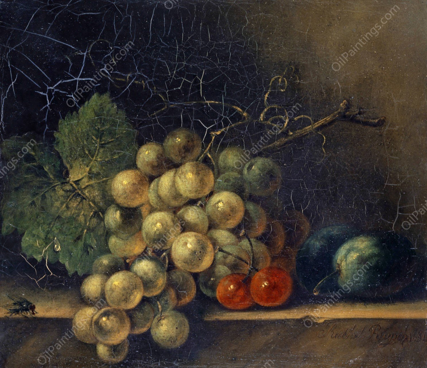 Still Life With Grapes, Stone Fruit And Fly  by Rachel Ruysch - Hand-Painted Oil Painting Reproduction