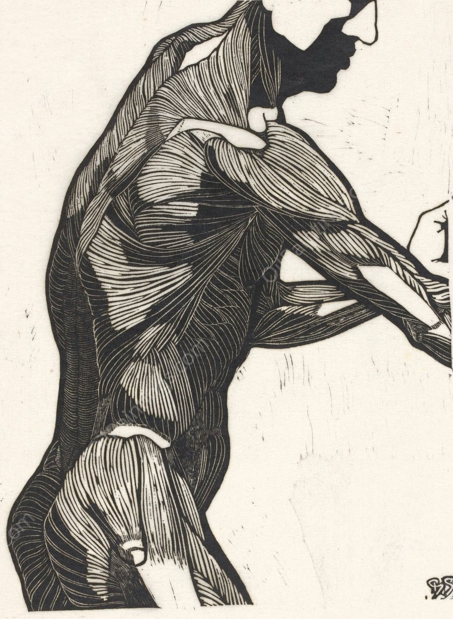Anatomische studie van de zij- en armspieren van een man  by Reijer Stolk - Hand-Painted Oil Painting Reproduction