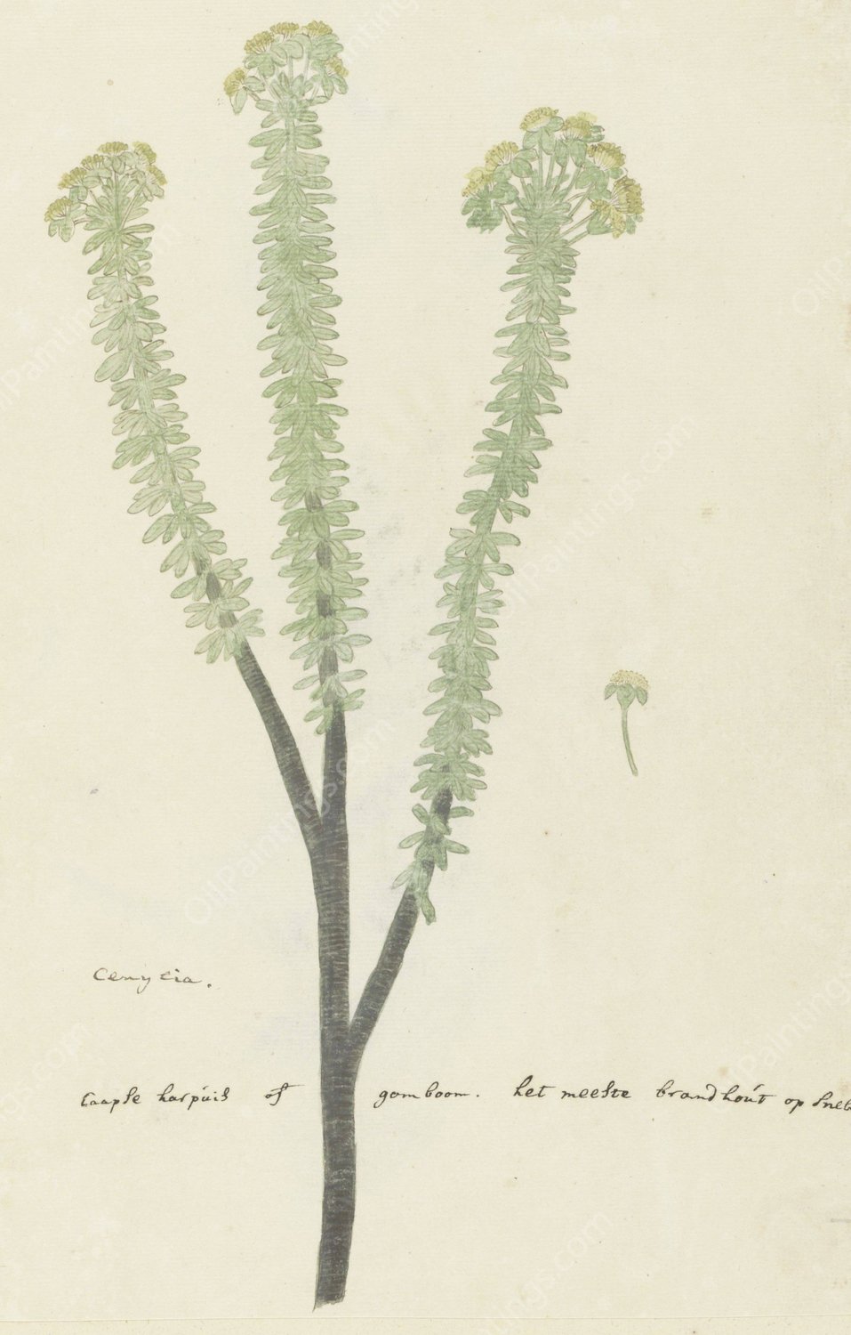 Euryops lateriflorus  by Robert Jacob Gordon - Hand-Painted Oil Painting Reproduction