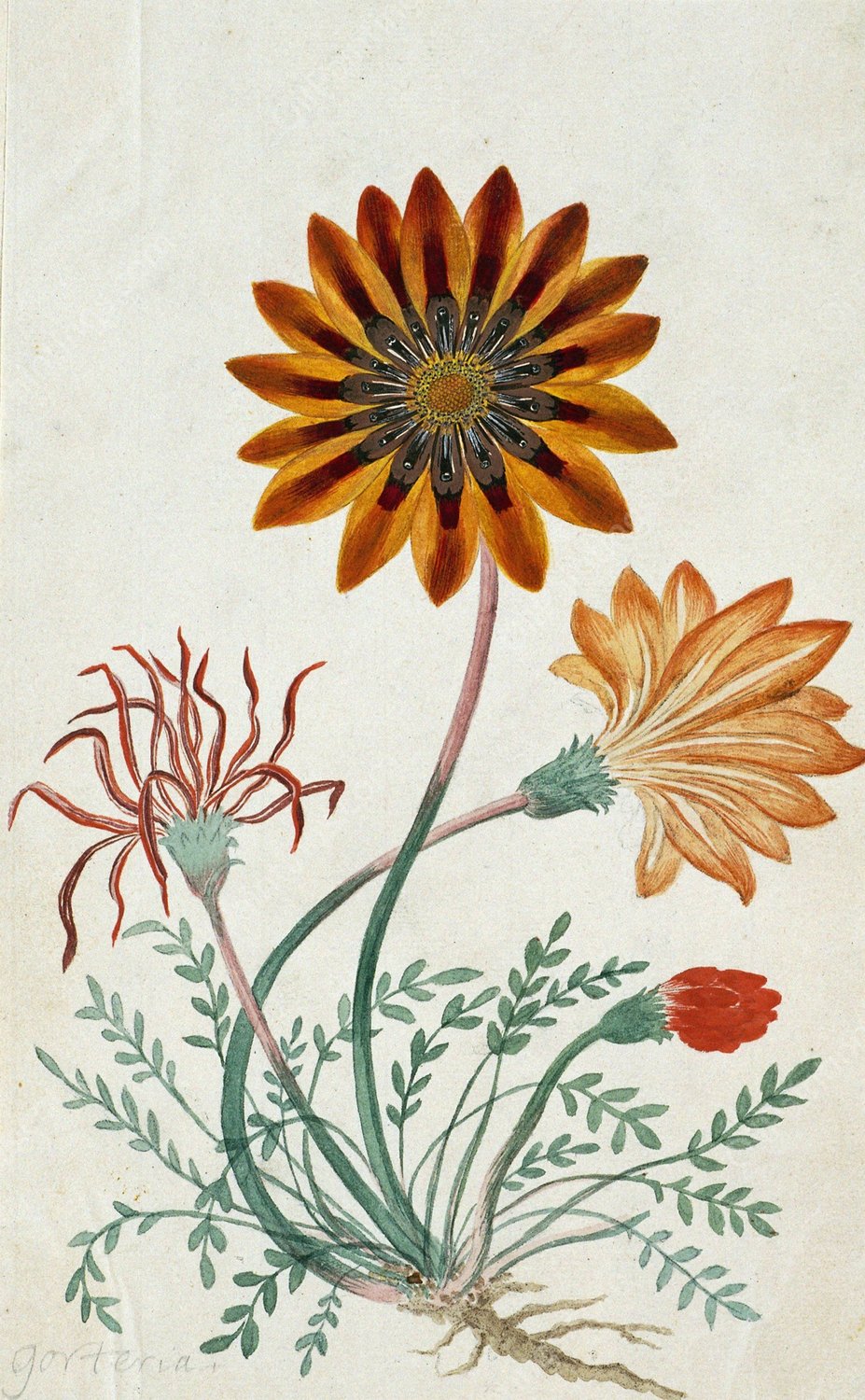 Gorteria diffusa  by Robert Jacob Gordon - Hand-Painted Oil Painting Reproduction