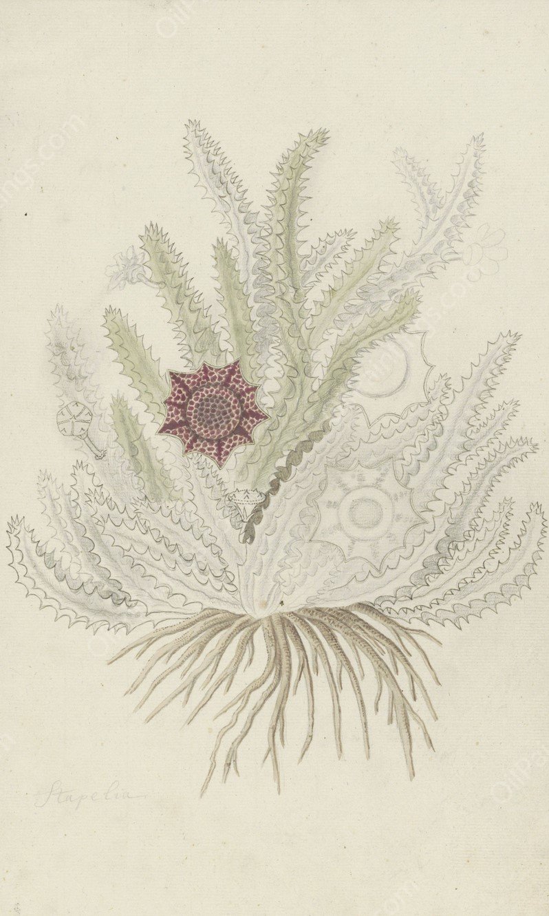 Huernia guttata  by Robert Jacob Gordon - Hand-Painted Oil Painting Reproduction