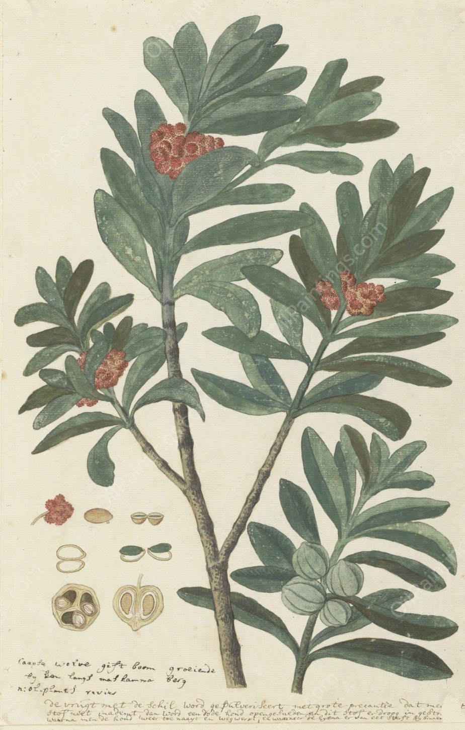 Hyenanche globosa Lam. or Toxicodendrum capense of globosum  by Robert Jacob Gordon - Hand-Painted Oil Painting Reproduction