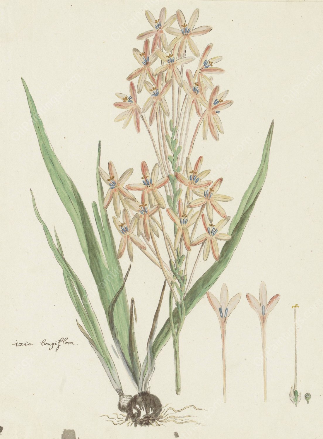 Ixia paniculata D. Delaroche  by Robert Jacob Gordon - Hand-Painted Oil Painting Reproduction