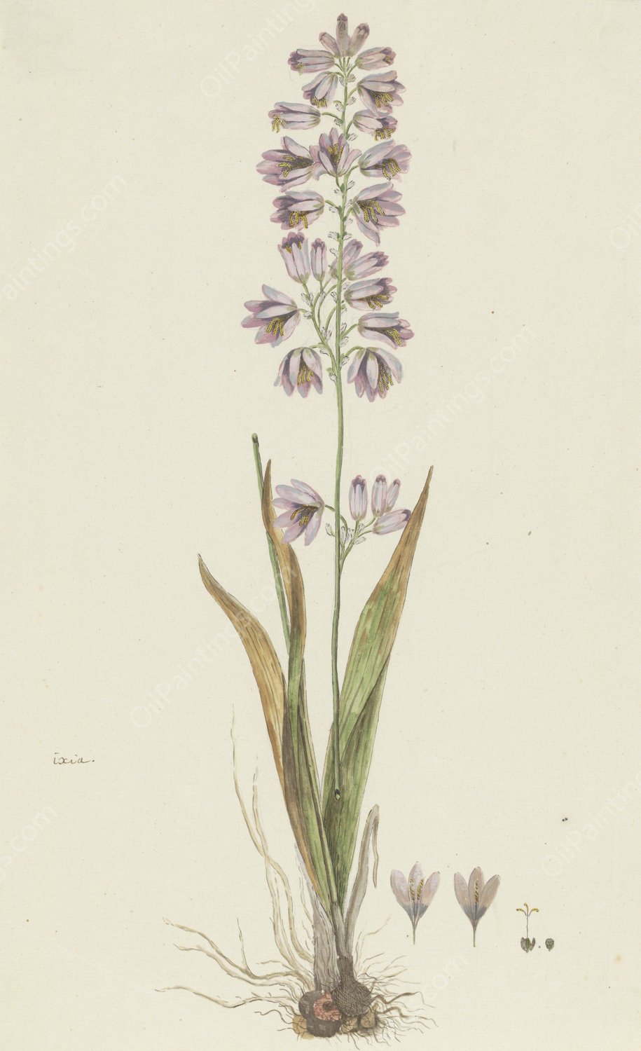 Ixia polystachya L.  by Robert Jacob Gordon - Hand-Painted Oil Painting Reproduction