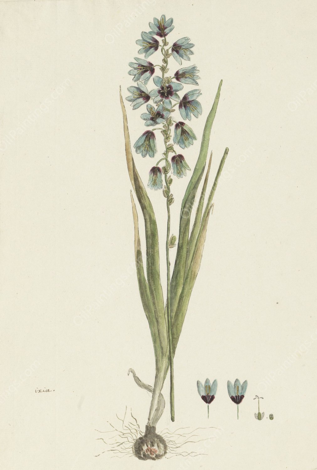 Ixia viridiflora Lam.  by Robert Jacob Gordon - Hand-Painted Oil Painting Reproduction