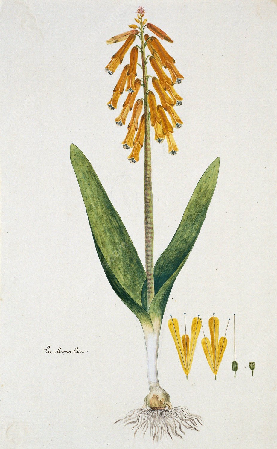 Lachenalia aloides  by Robert Jacob Gordon - Hand-Painted Oil Painting Reproduction