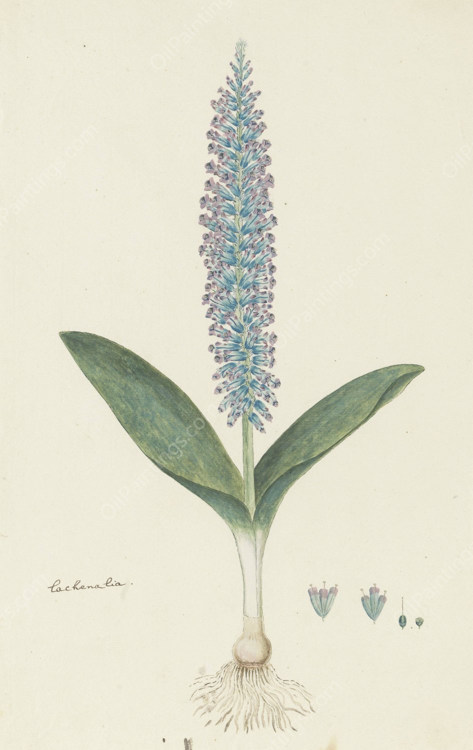 Lachenalia mediana Jacq.  by Robert Jacob Gordon - Hand-Painted Oil Painting Reproduction