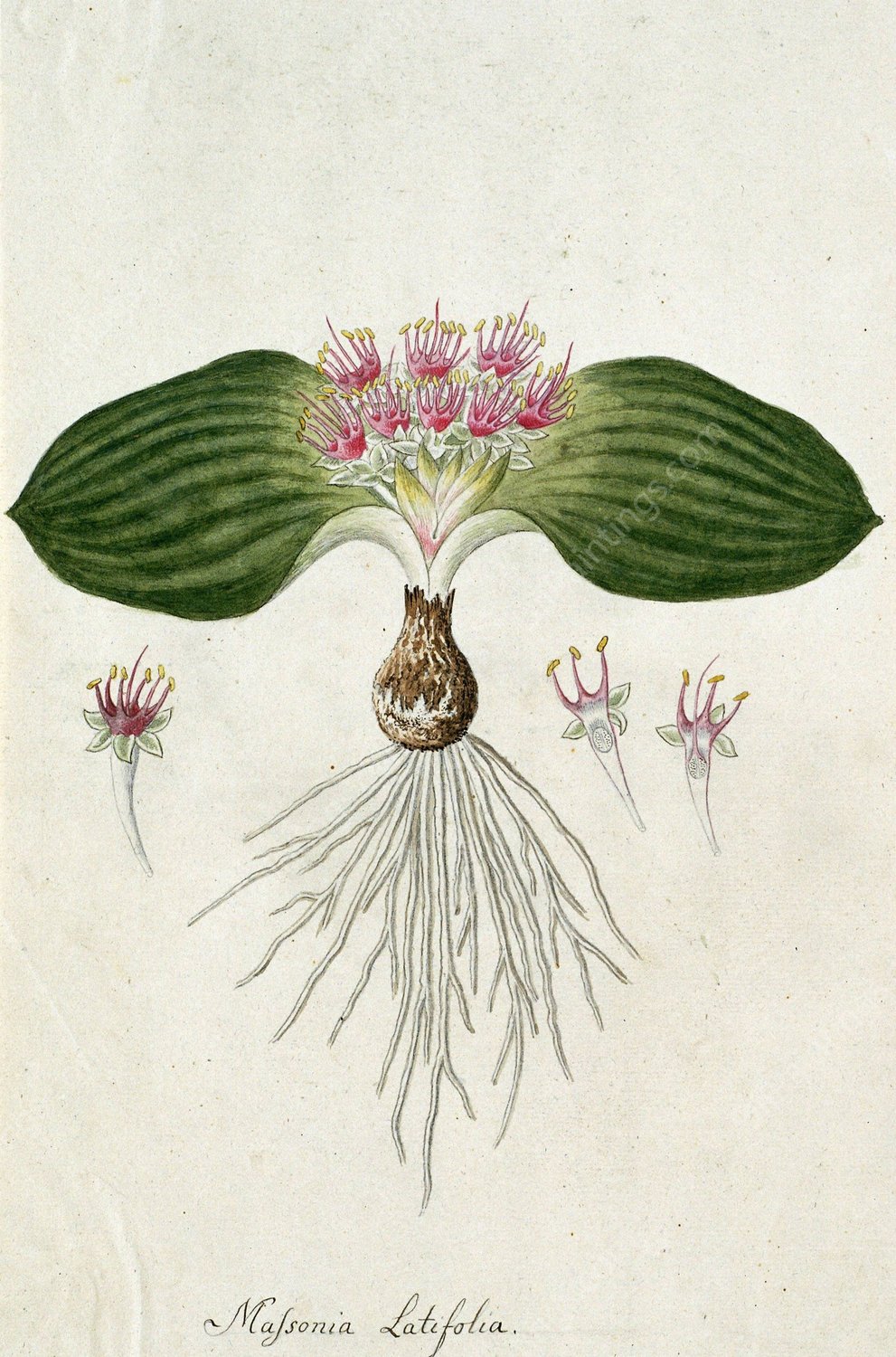 Massonia depressa Houtt  by Robert Jacob Gordon - Hand-Painted Oil Painting Reproduction