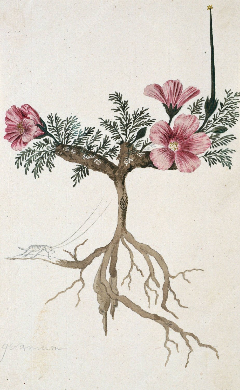 Monsonia multifidum E.Mey. ex Kunth  by Robert Jacob Gordon - Hand-Painted Oil Painting Reproduction