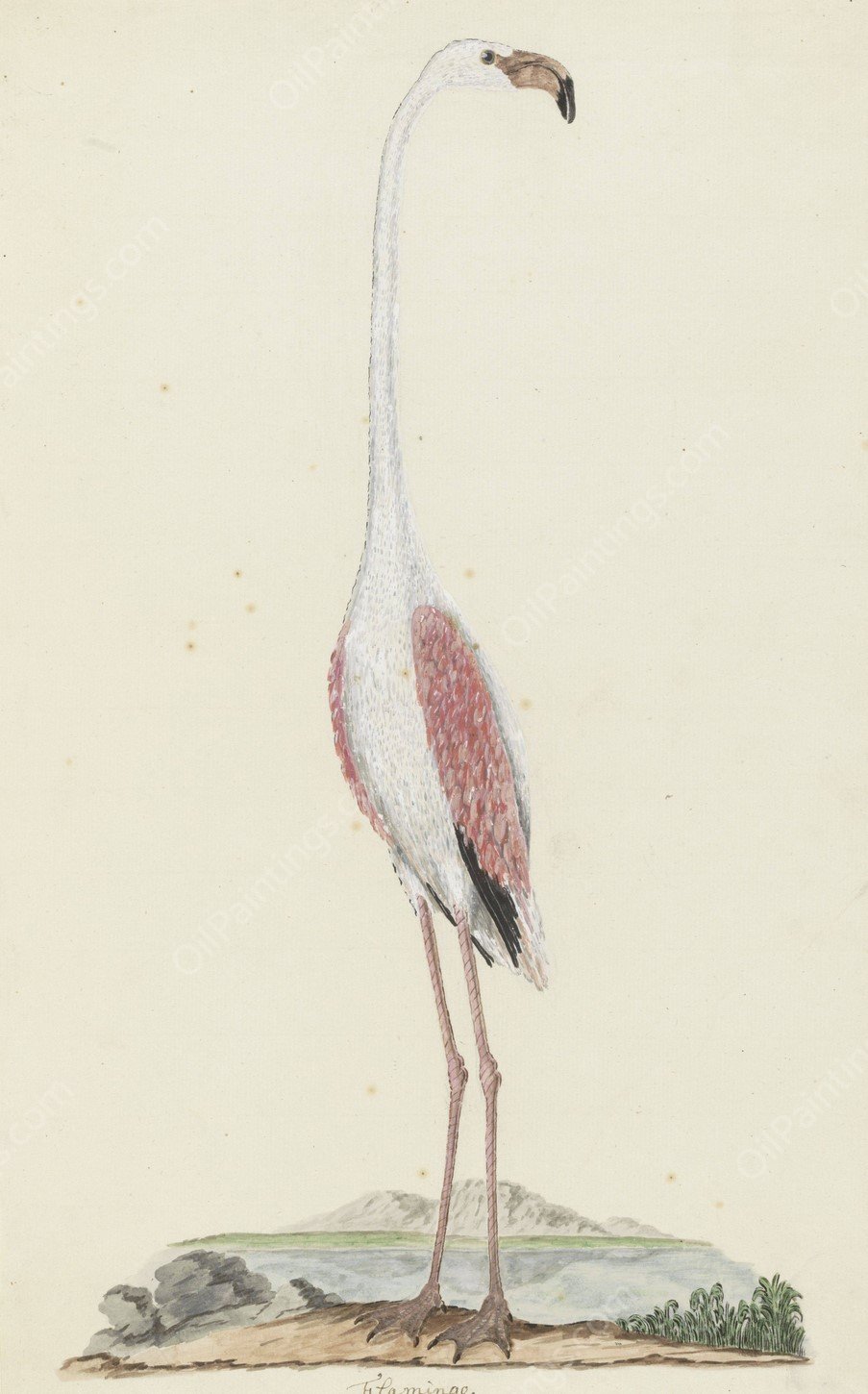 Phoenicopterus ruber roseus  by Robert Jacob Gordon - Hand-Painted Oil Painting Reproduction