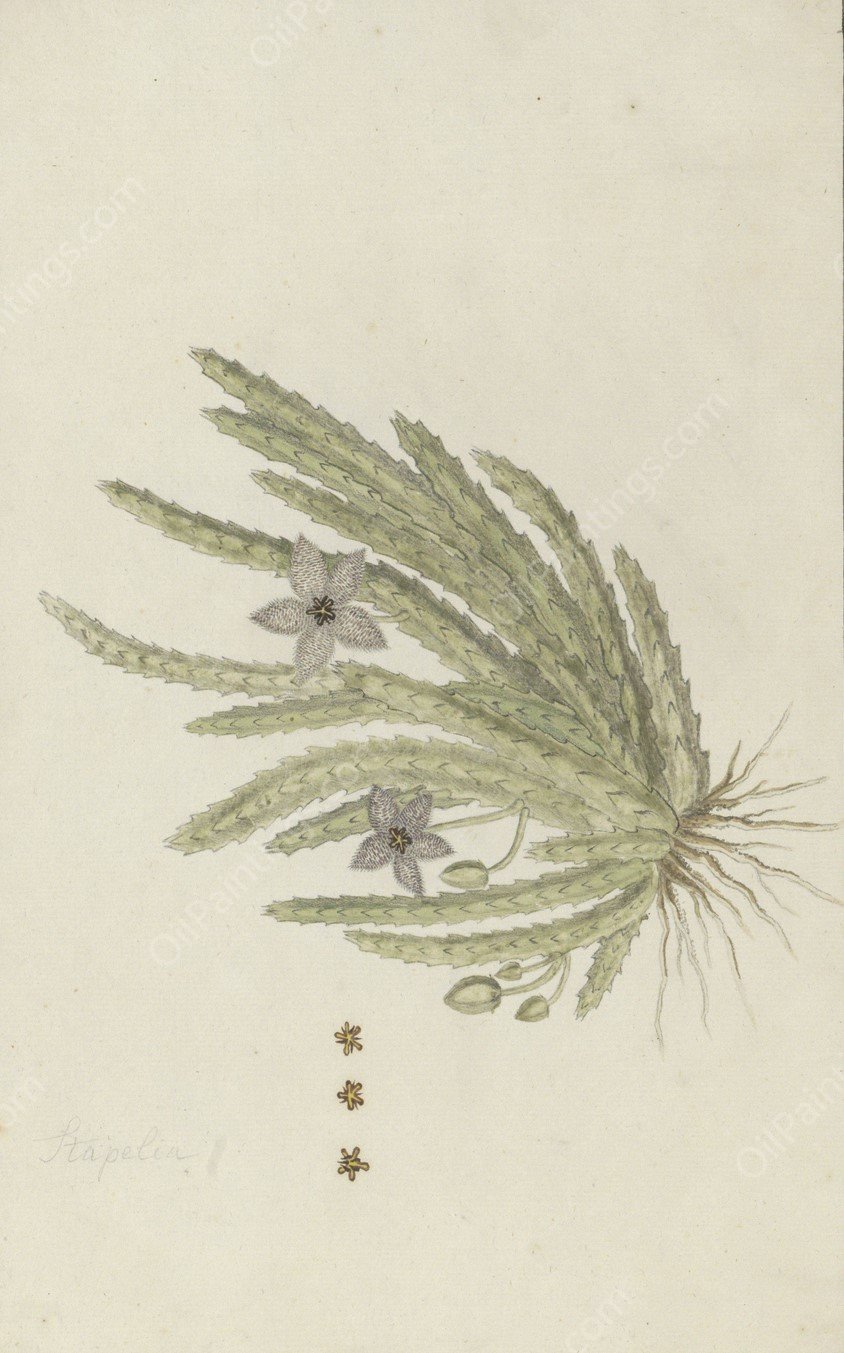 Stapelia paniculata Willd by Robert Jacob Gordon - Hand-Painted Oil Painting Reproduction