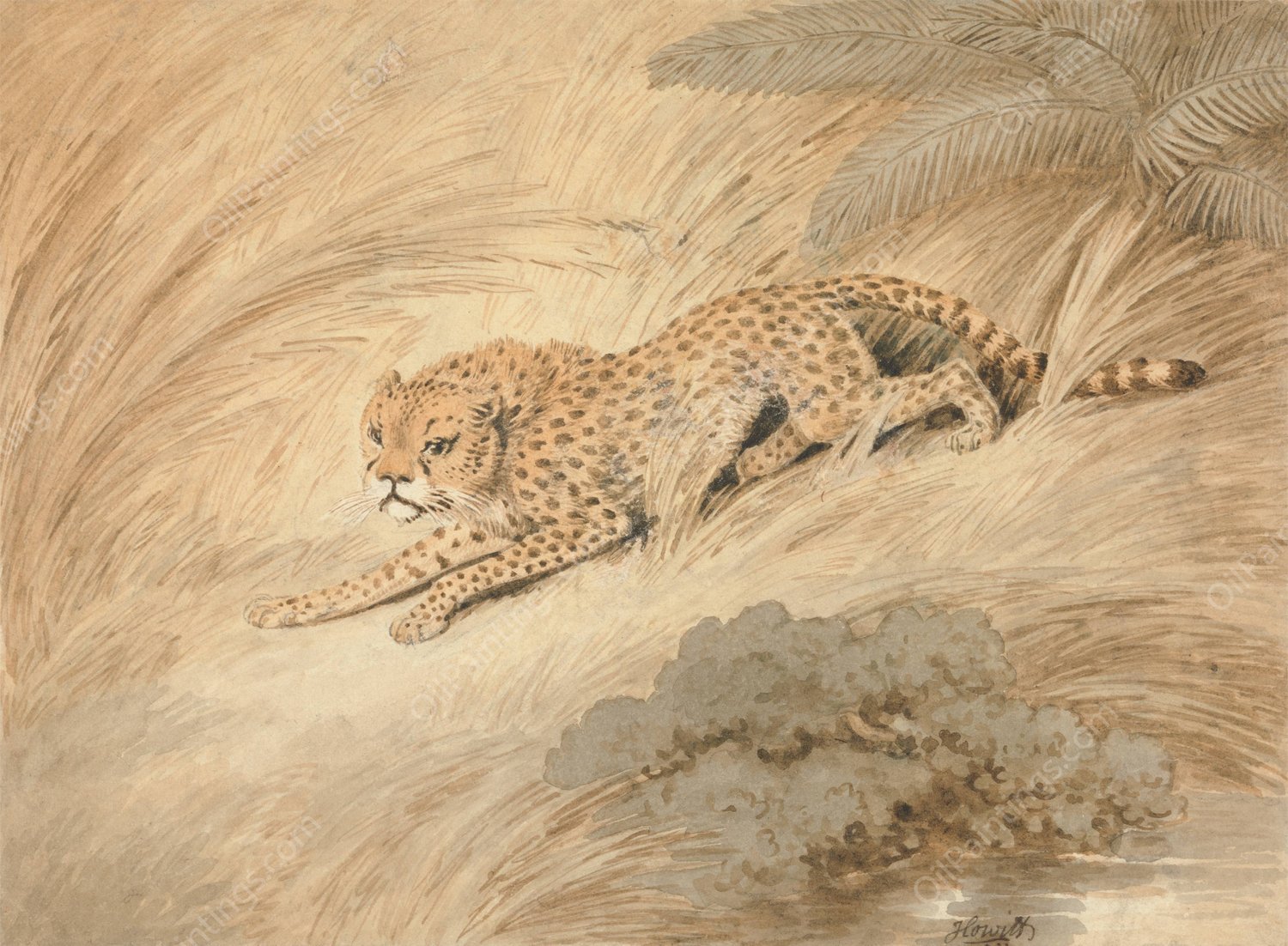 A Cheetah Crouching by a Pool by Samuel Howitt - Hand-Painted Oil Painting Reproduction
