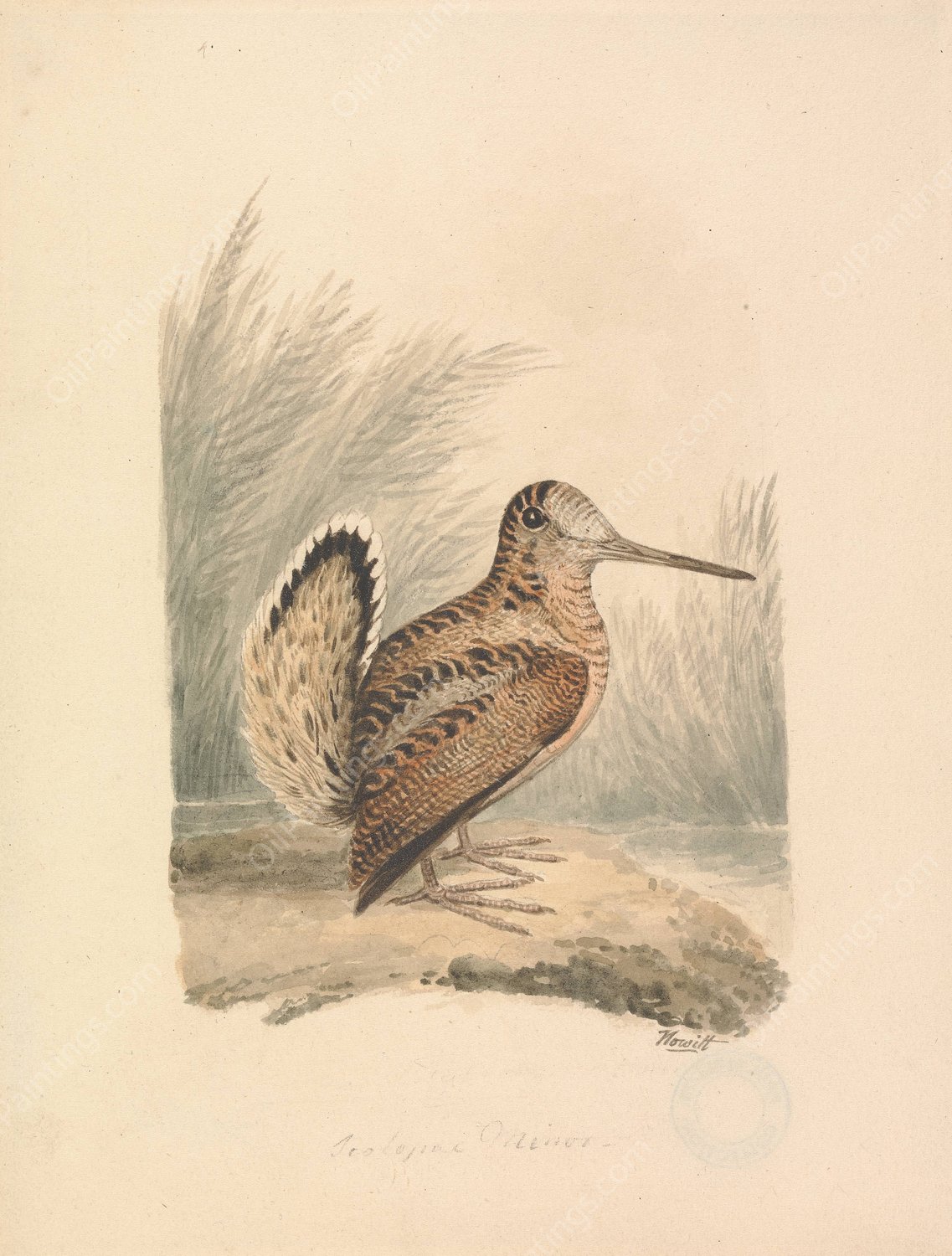 A Woodcock by Samuel Howitt - Hand-Painted Oil Painting Reproduction