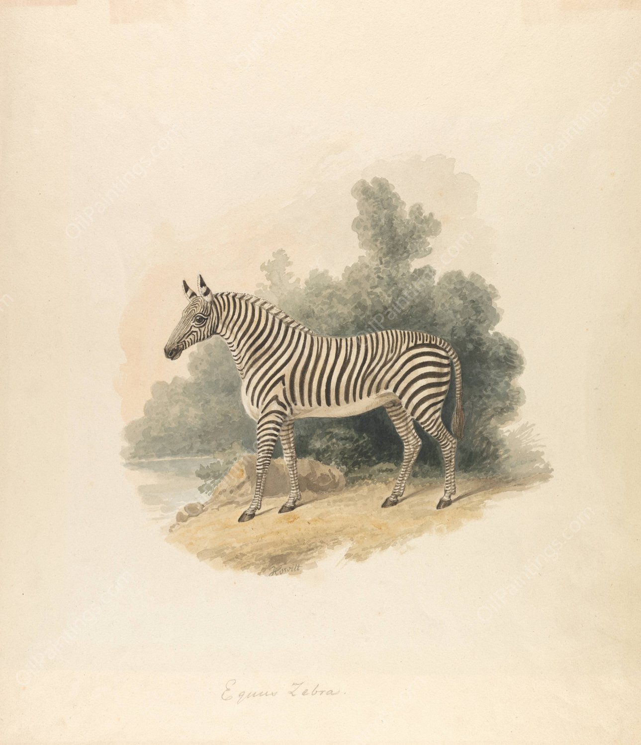 A Zebra  by Samuel Howitt - Hand-Painted Oil Painting Reproduction