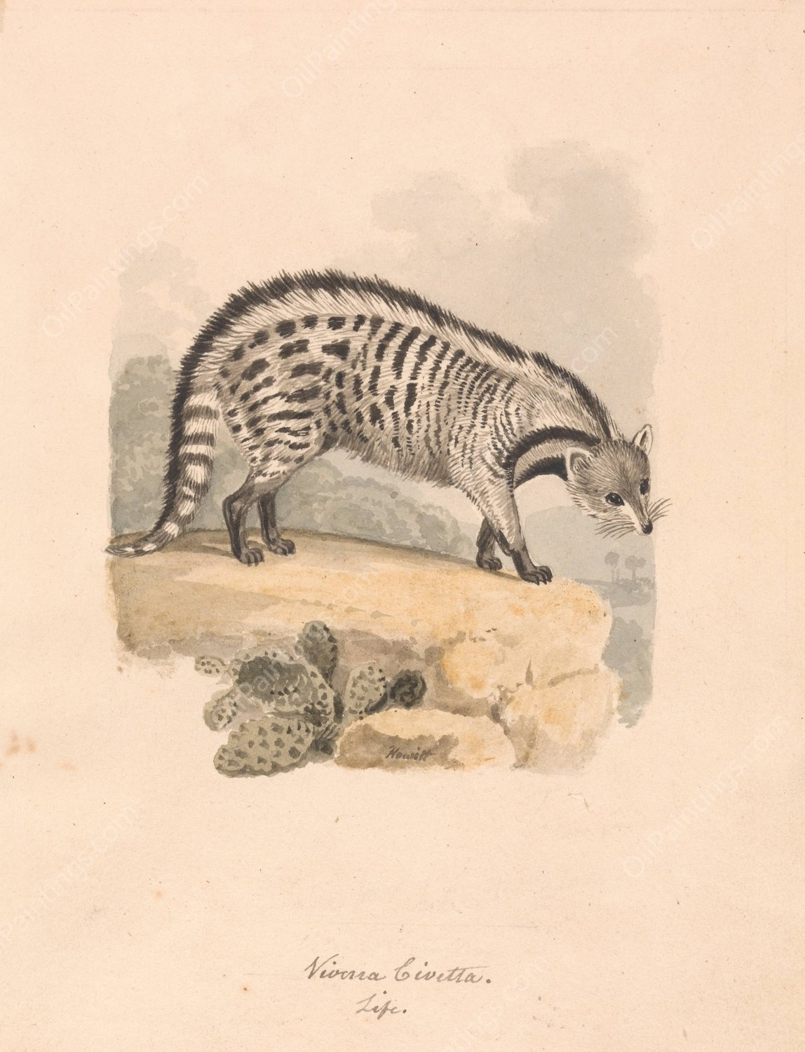 African Civet  by Samuel Howitt - Hand-Painted Oil Painting Reproduction