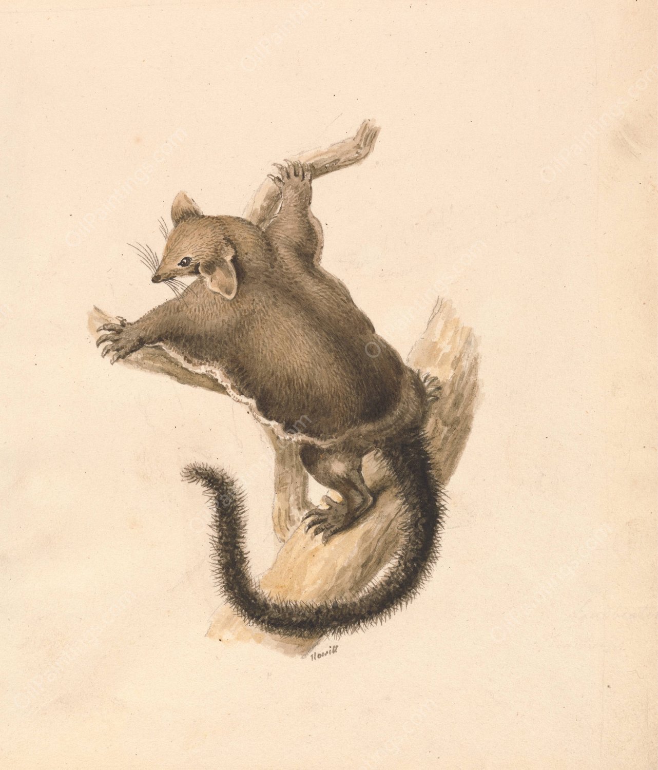 Flying Squirrel  by Samuel Howitt - Hand-Painted Oil Painting Reproduction