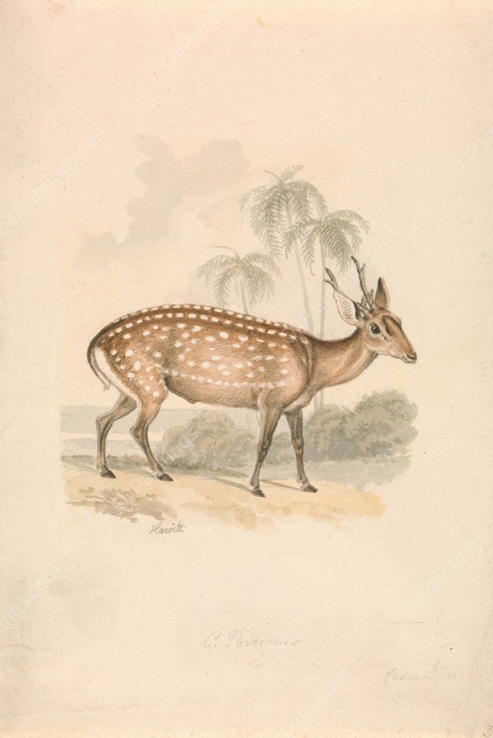 Hog Deer  by Samuel Howitt - Hand-Painted Oil Painting Reproduction