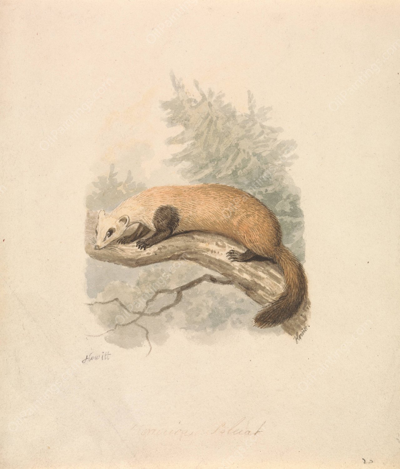 Polecat  by Samuel Howitt - Hand-Painted Oil Painting Reproduction