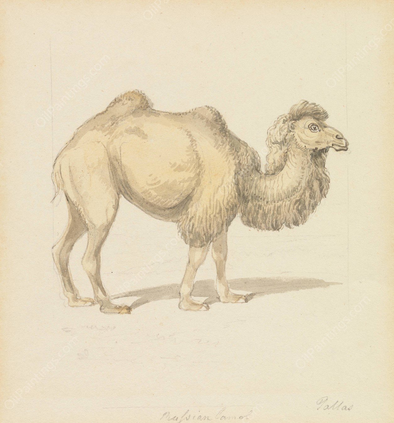 Russian Camel by Samuel Howitt - Hand-Painted Oil Painting Reproduction