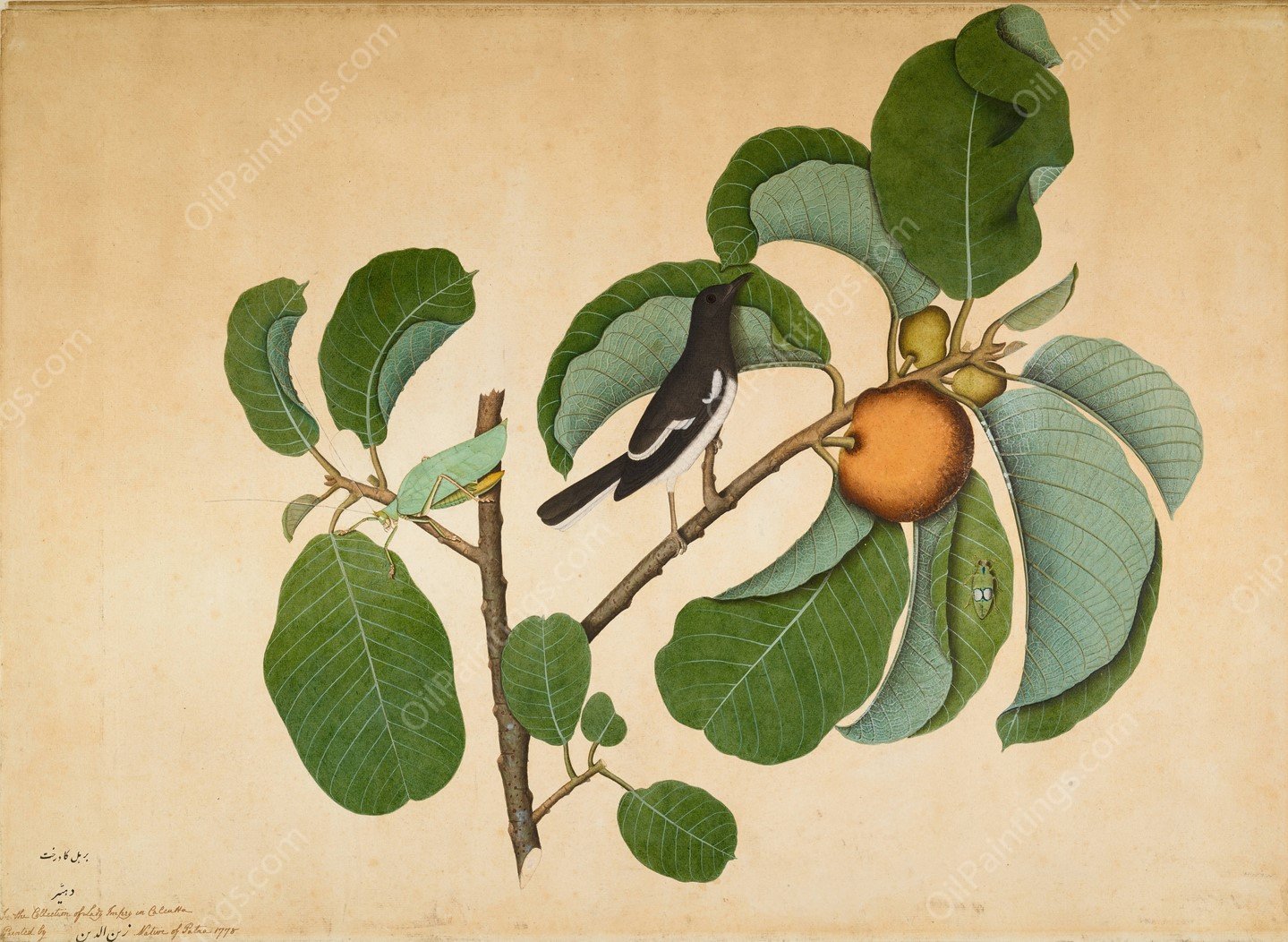 Oriental Magpie Robin with Katydid and Leaf Hopper on Monkey Jack Branch  by Sheikh Zain Al-Din - Hand-Painted Oil Painting Reproduction