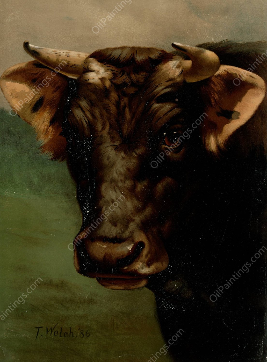 Bull's head  by Thaddeus Welch - Hand-Painted Oil Painting Reproduction